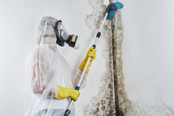 Best Mold Damage Repair  in Lake Andes, SD