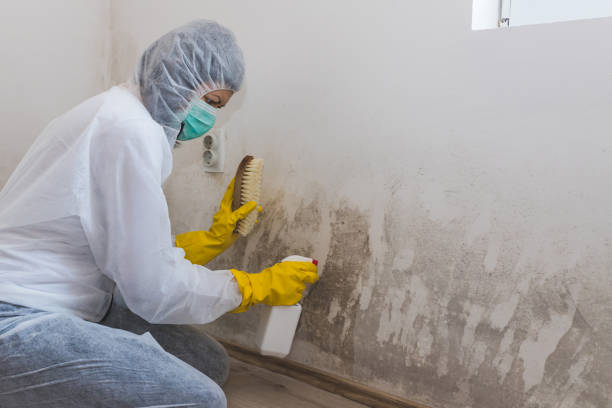Best Certified Mold Removal  in Lake Andes, SD